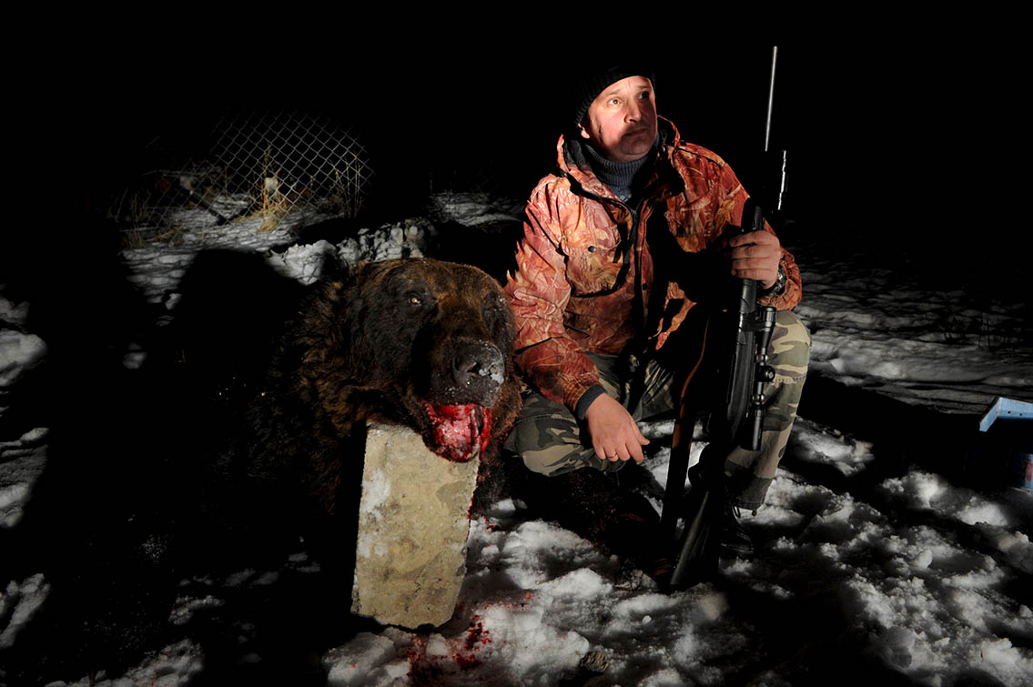 Медведи на Кунашире