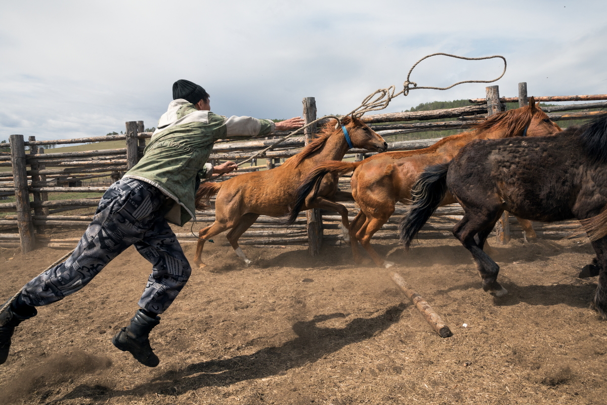 Ловец жеребца