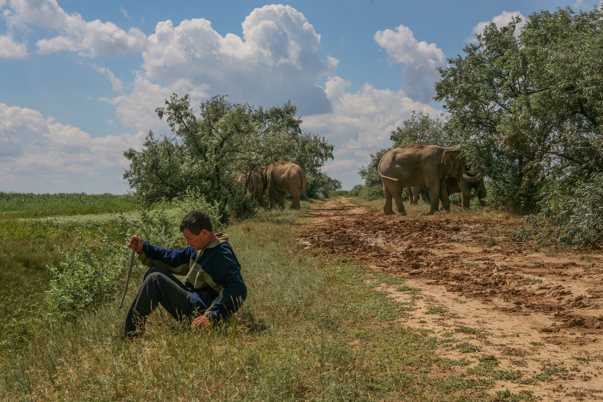  когда слоны пасутся