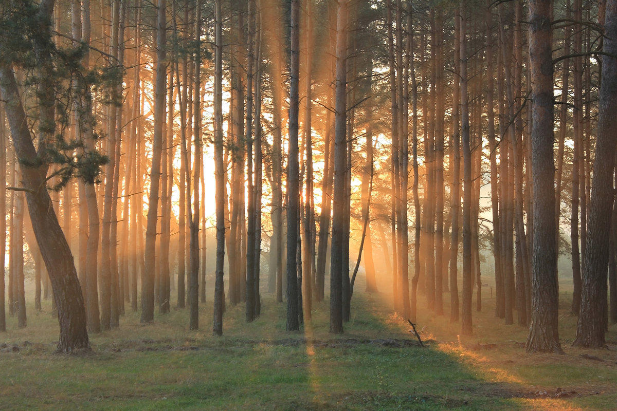 В утренних лучах