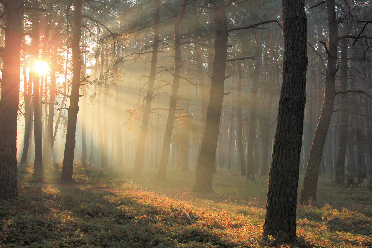 Лучиком надежды