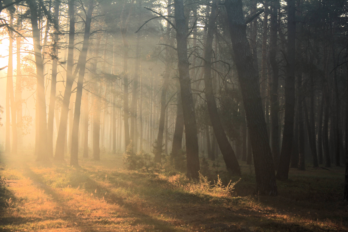 Просветление