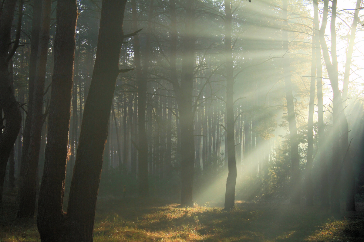 Осенняя симфония