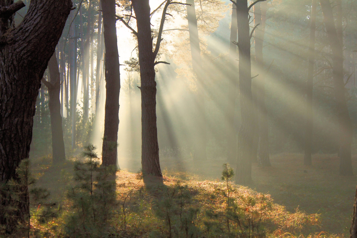 В утренних лучах 3.3