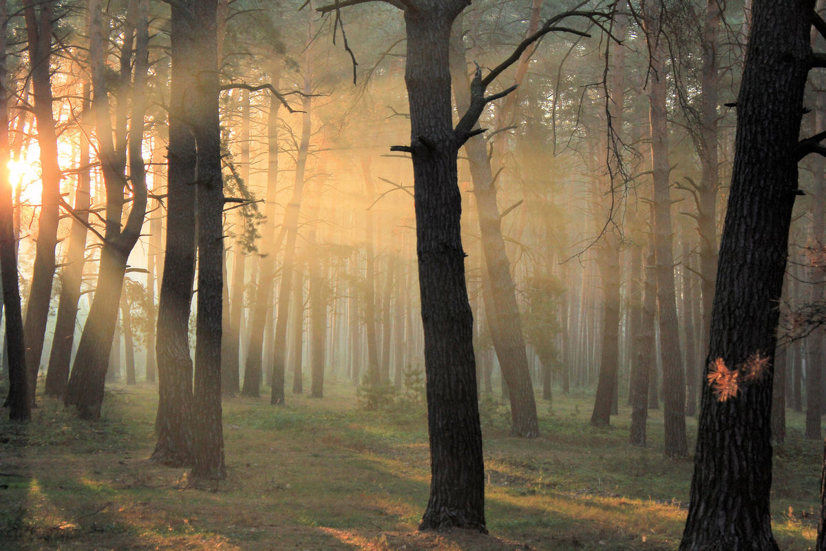 Жёлтым золотом 