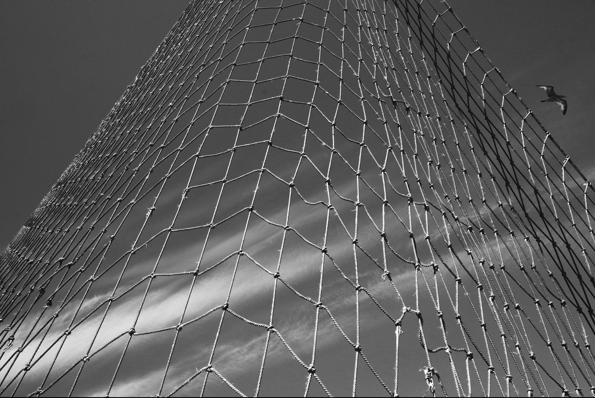 Вільна птаха