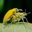 Mating of the Gold dust weevils at 10.36am