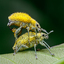 Mating of the Gold dust weevils at 10.51am
