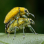 Mating of the Gold dust weevils at 10.57 am