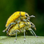 Mating of the Gold dust weevils at 11.57 am