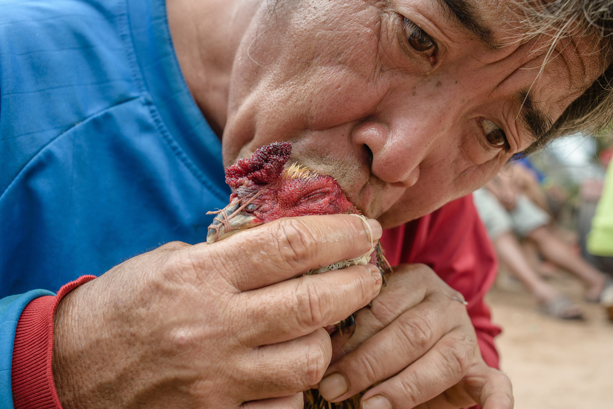 An owner sucking the blood out of the cock's head