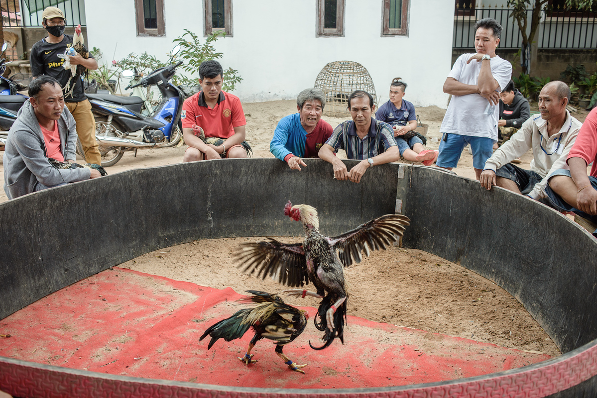 Traditional cock fighting in a village