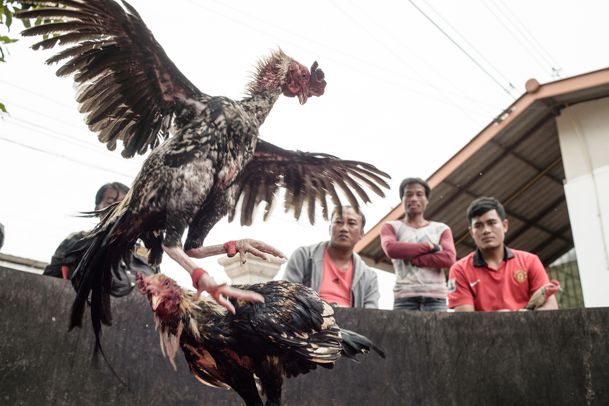 Traditional cock fighting in a village