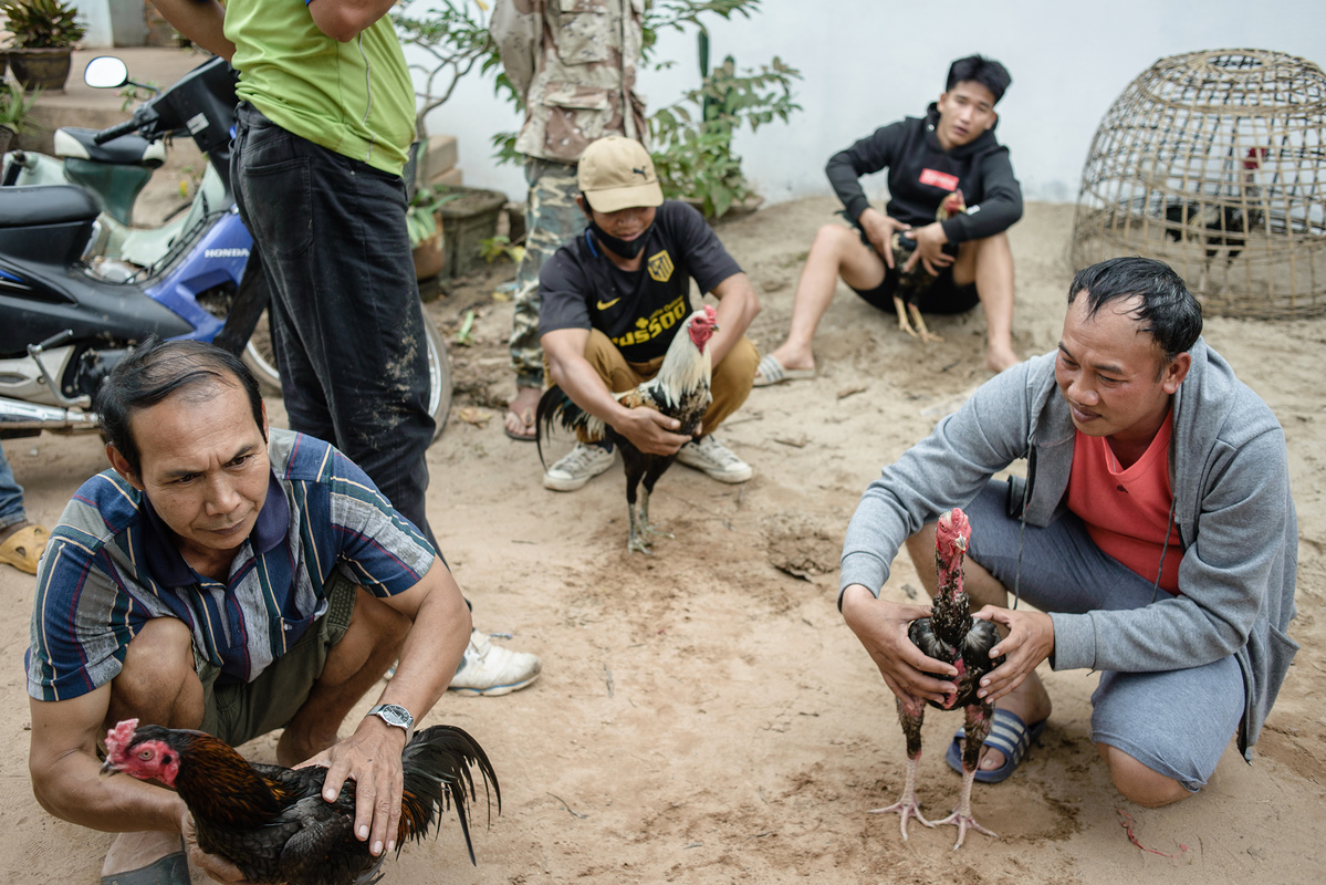 The owners prepare the fighting roosters for the next battle 