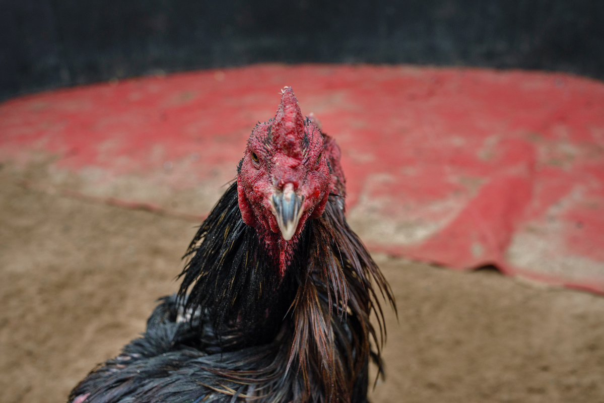Traditional cock fighting in a village