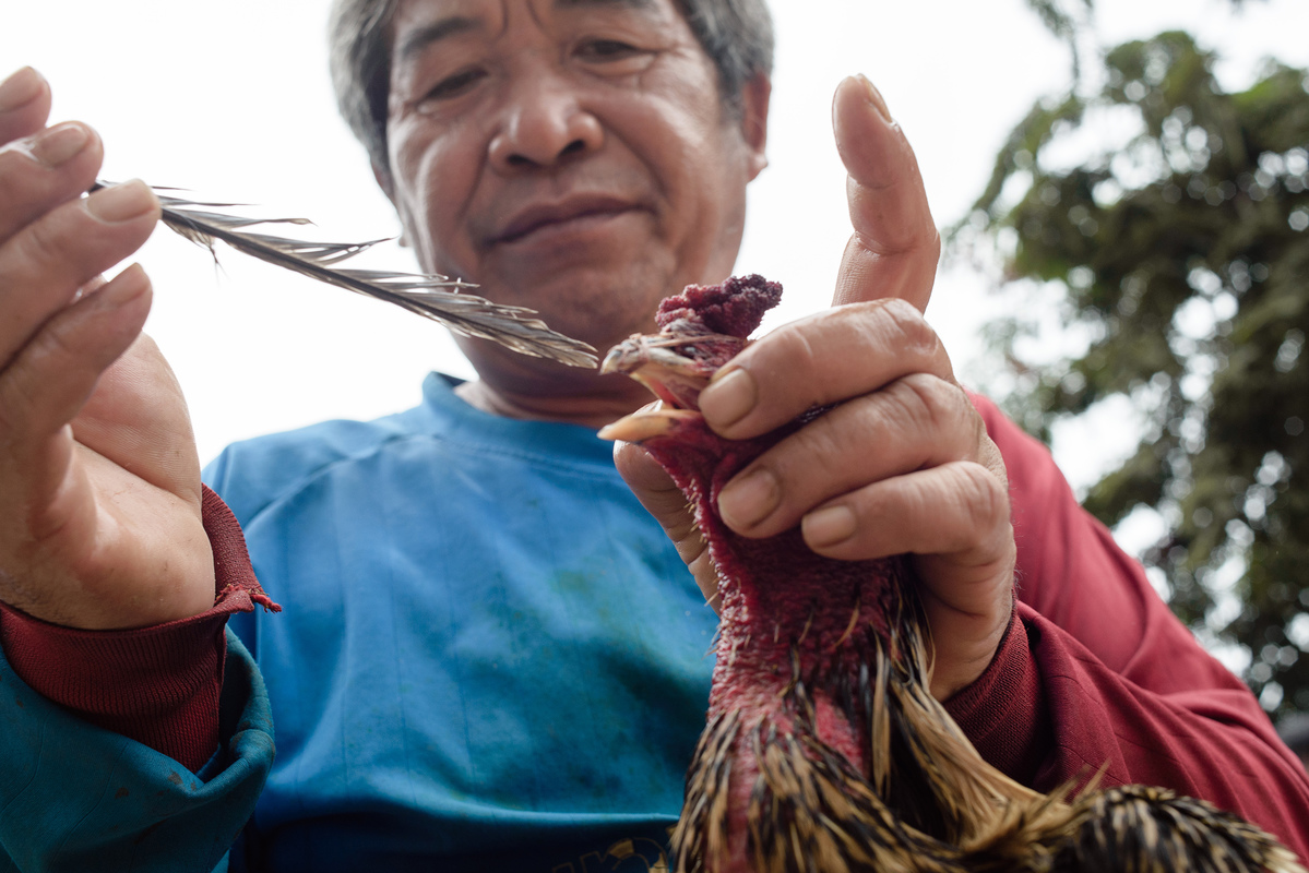 The owners prepare the fighting roosters for the next battle 