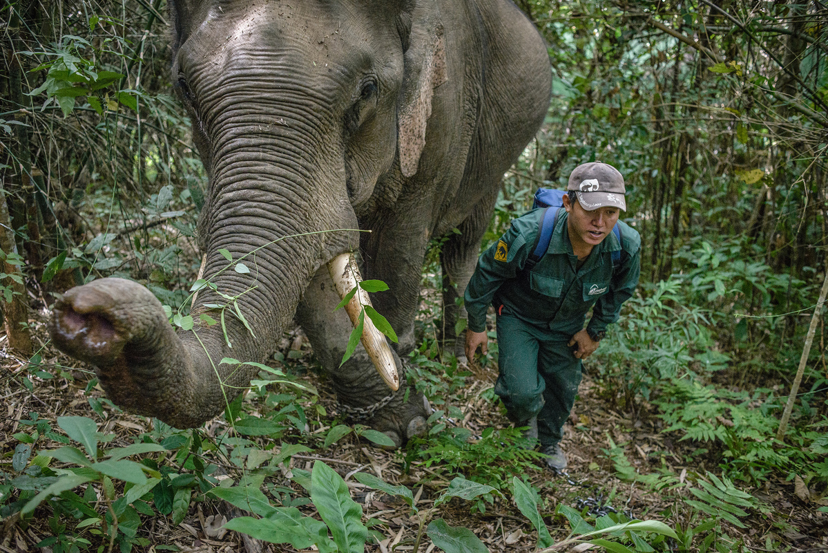 Elephant Conservation in Laos