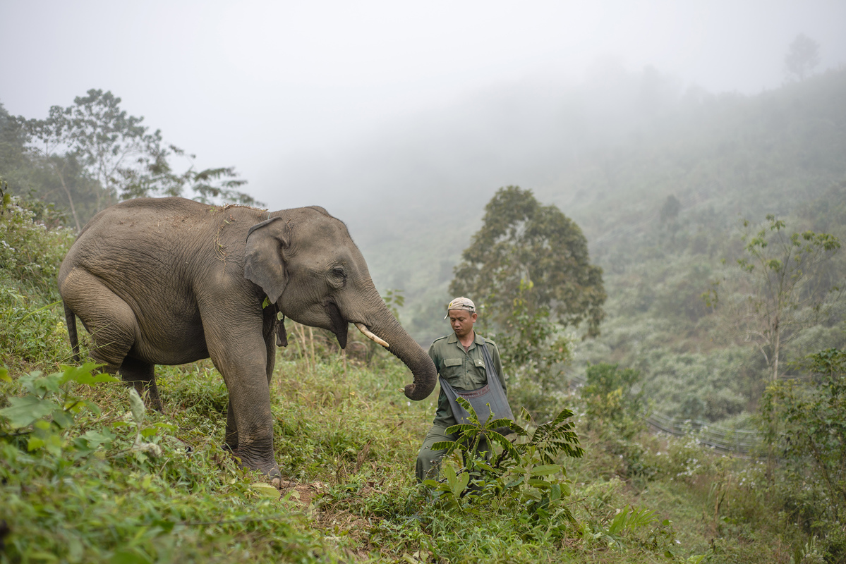 Elephant Conservation in Laos