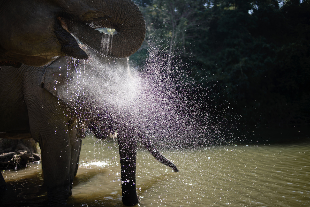 Elephant Conservation in Laos