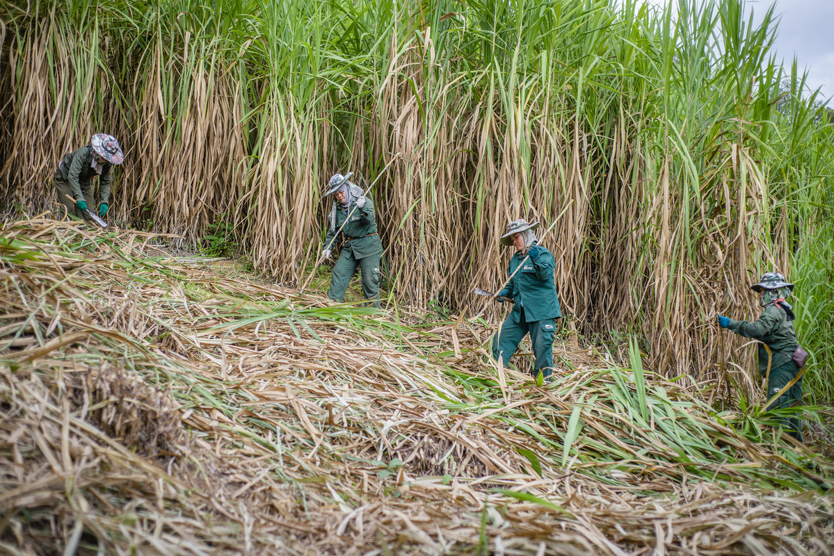 Elephant Conservation in Laos