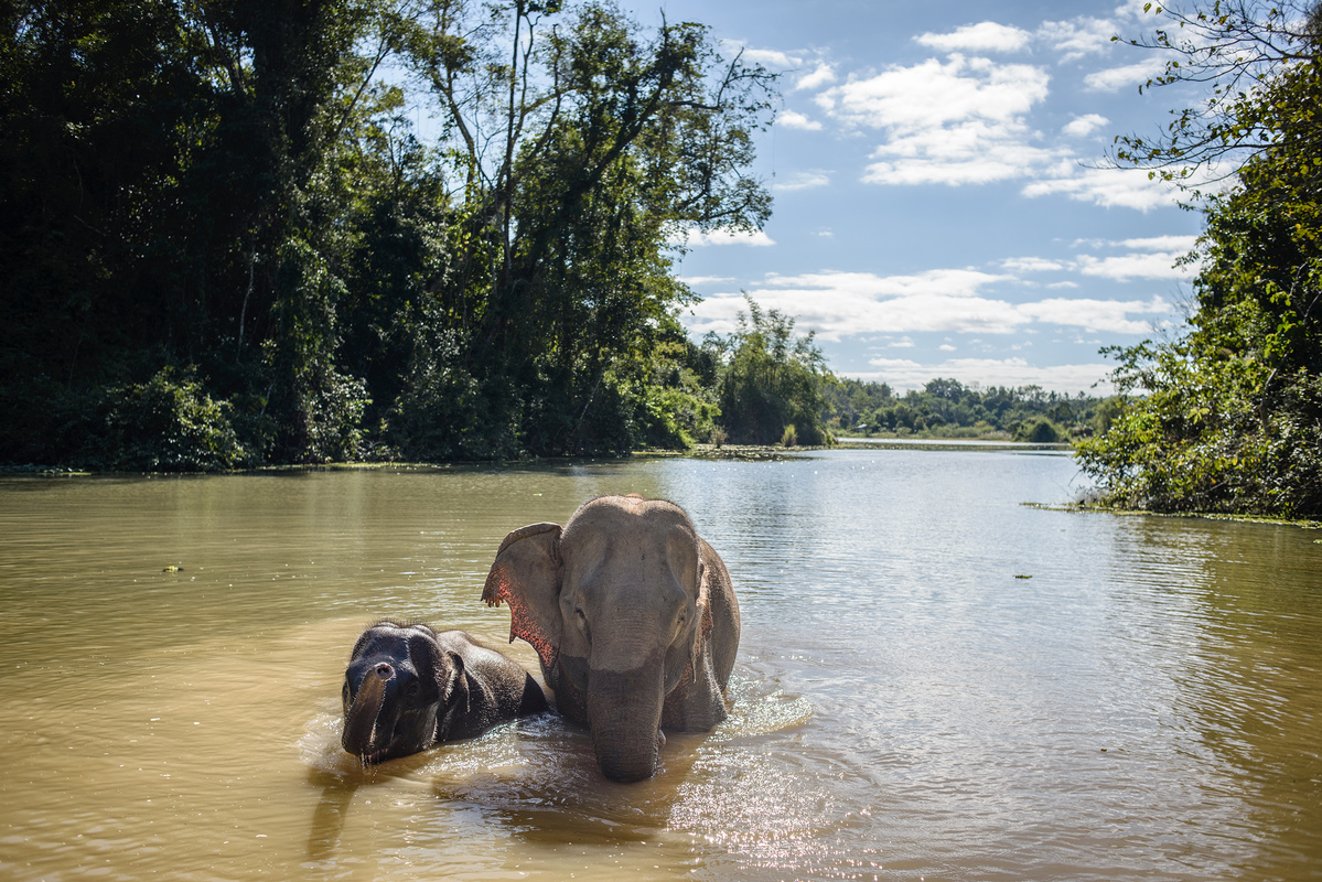 Elephant Conservation in Laos