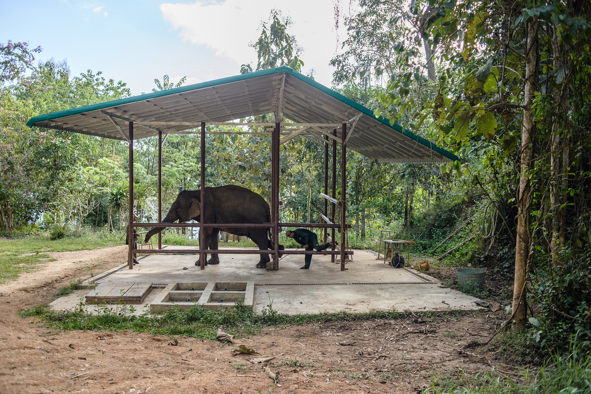 Elephant Conservation in Laos