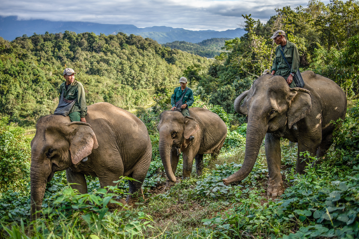 Elephant Conservation in Laos