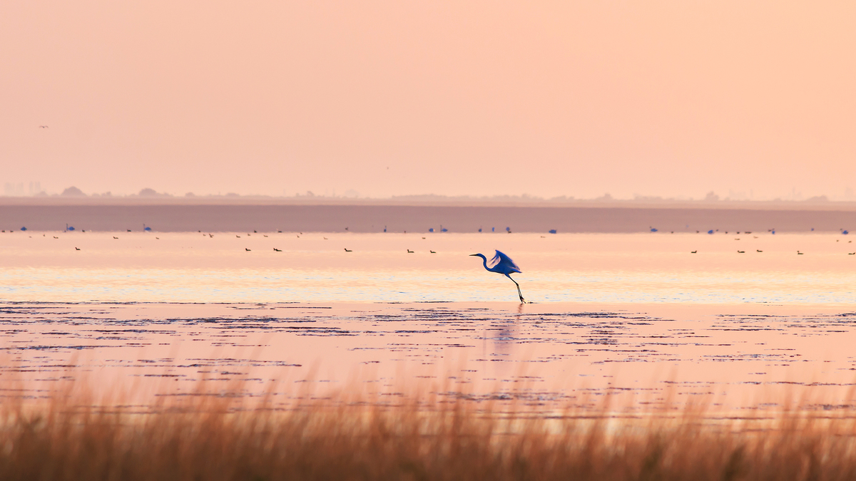 Улетающий рассвет