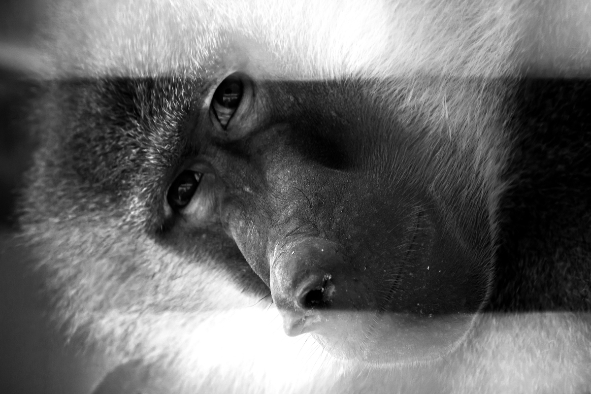 Наблюдение за...