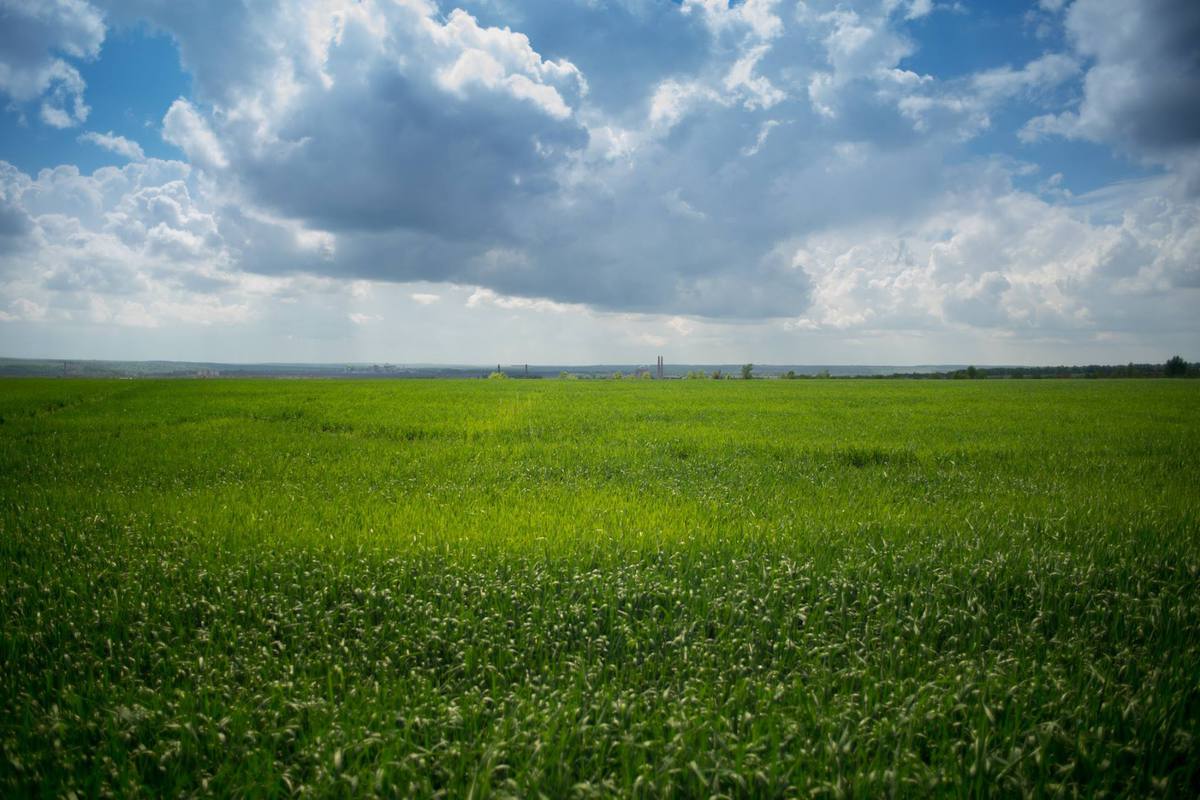 Поле и город
