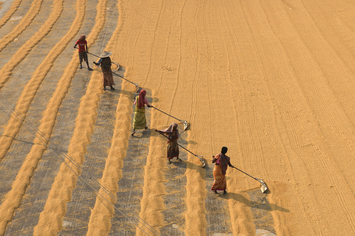 The Manual Drying Process of Rice Grain