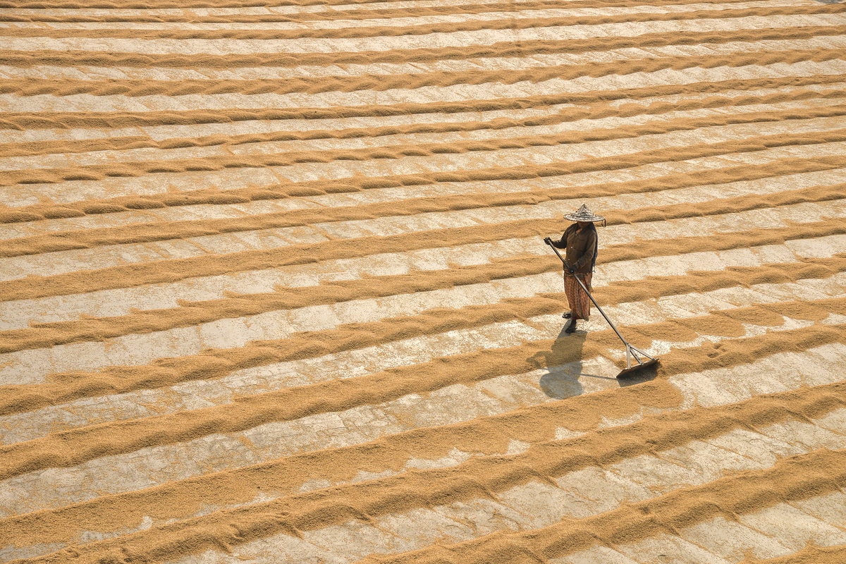The Manual Drying Process of Rice Grain