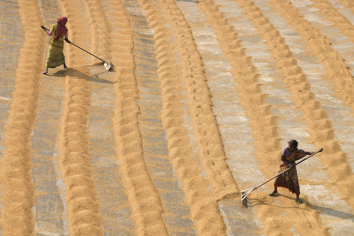 The Manual Drying Process of Rice Grain