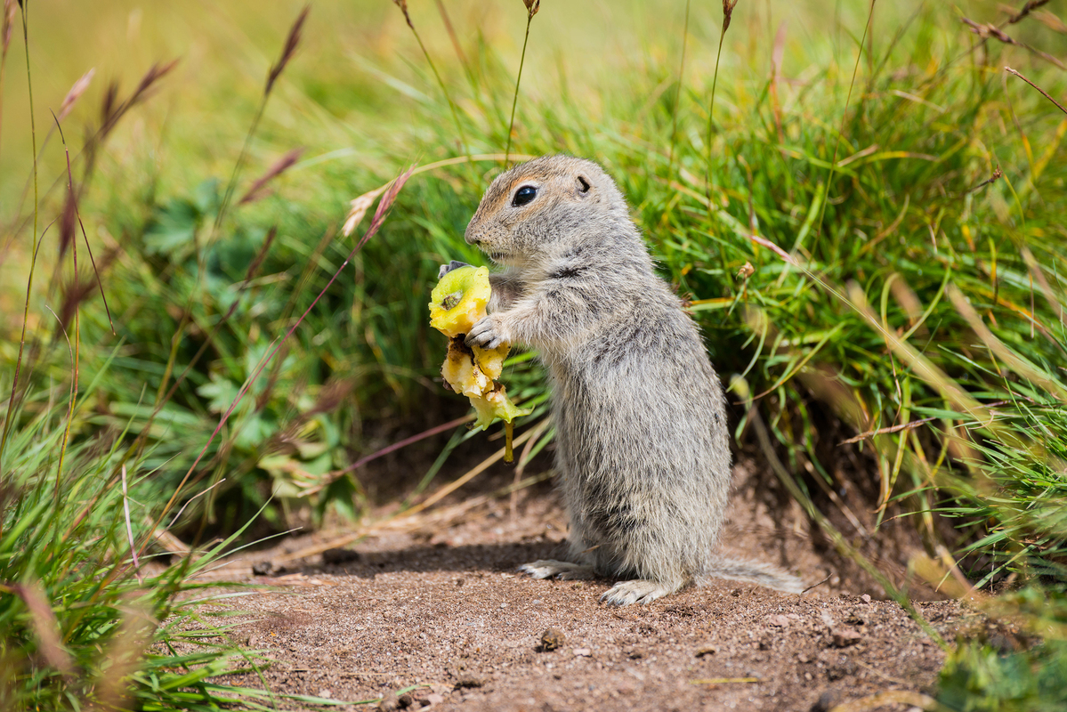 Остатки сладки