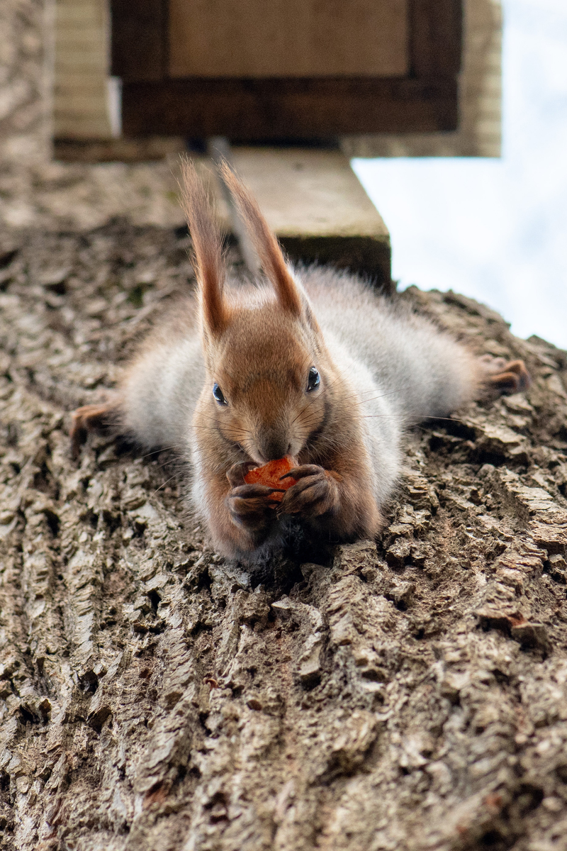 Вверх ногами или вниз головой