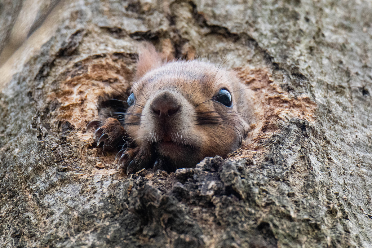 Кто пришел? Никого нет дома