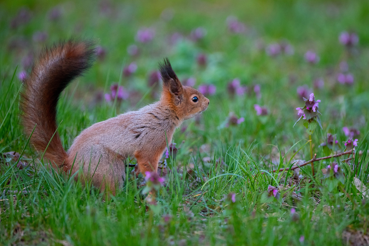 Созерцание
