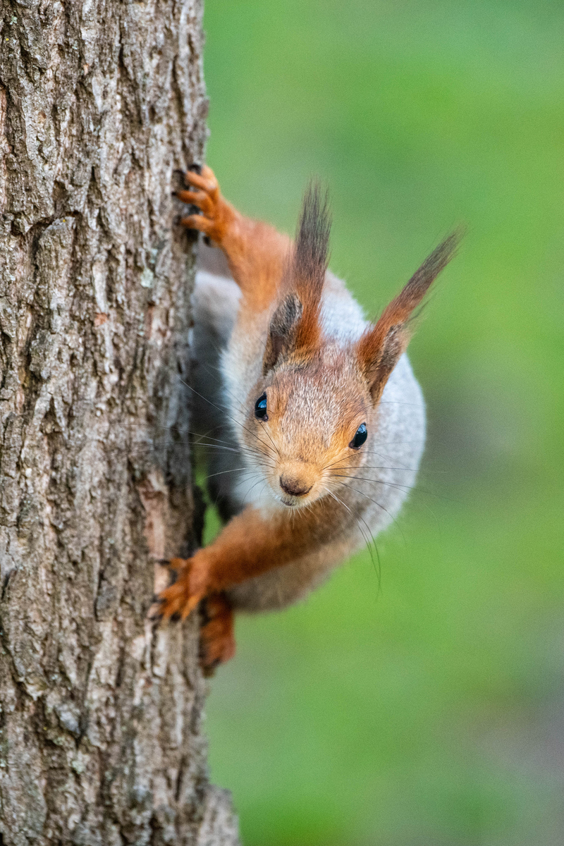 К битве готов