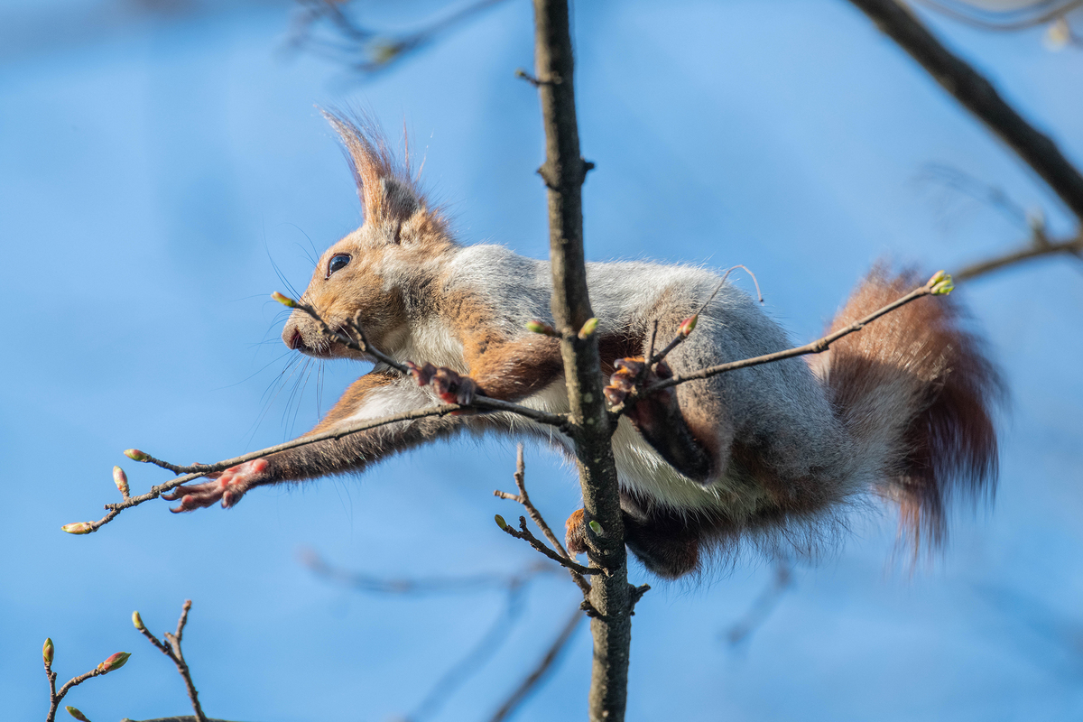 Лапа взаимопомощи