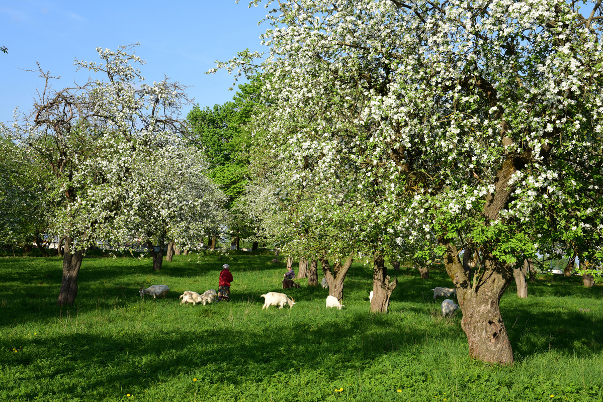 Райский сад.