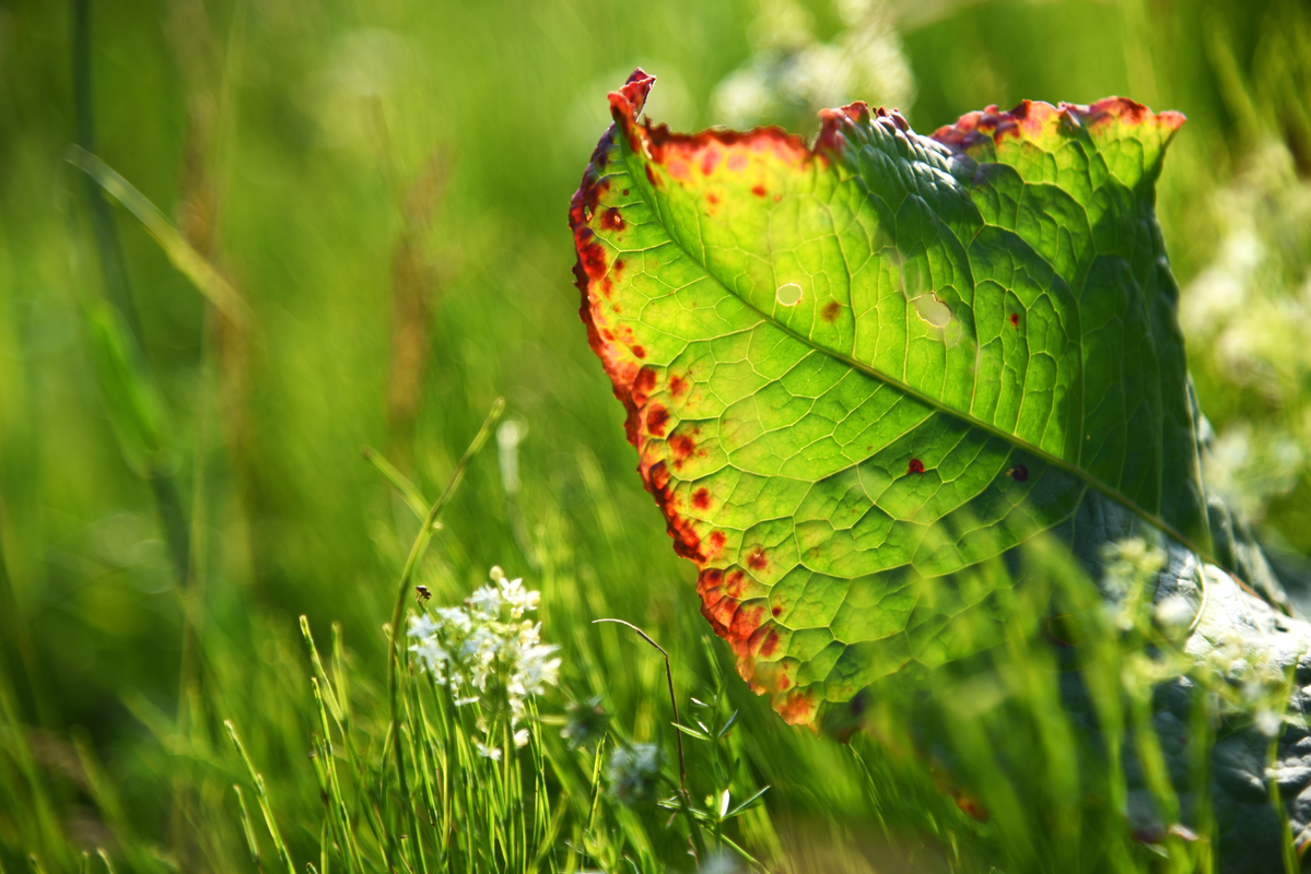 Привет с Андреевского луга.