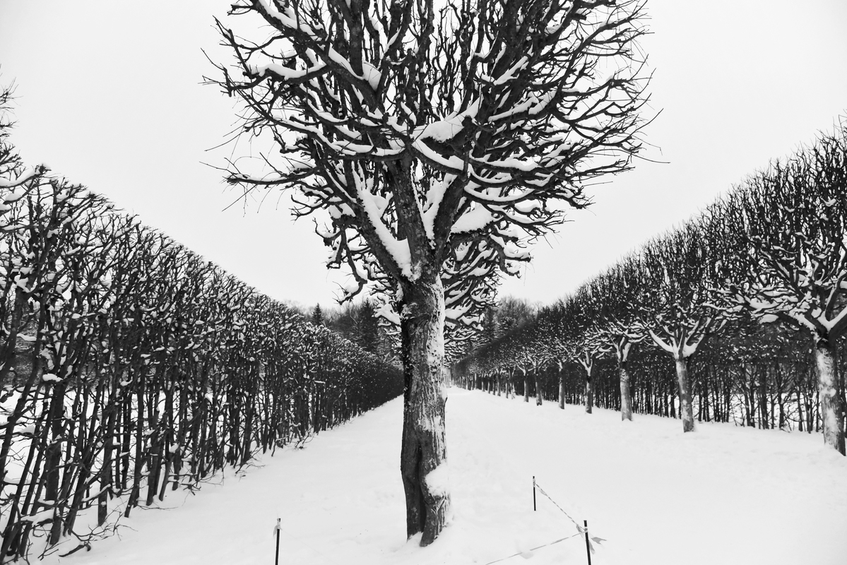 Нарисованный парк.