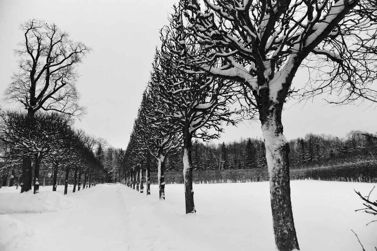 Нарисованный парк.