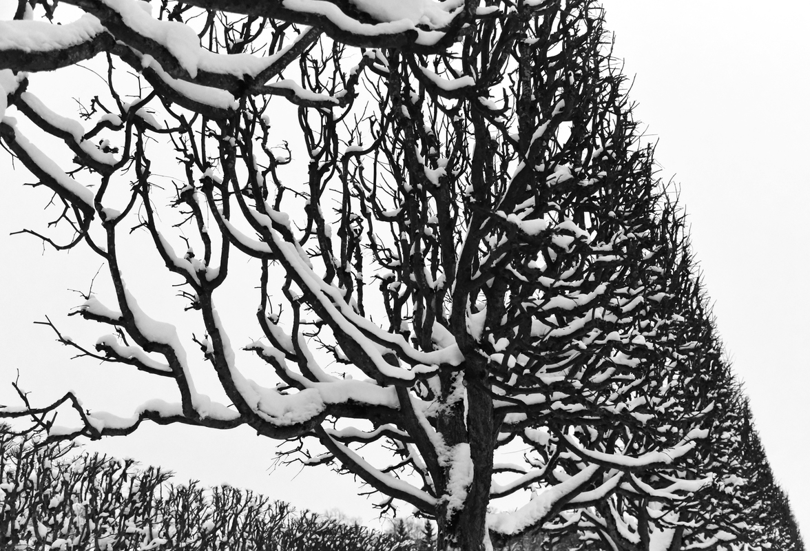 Нарисованный парк.