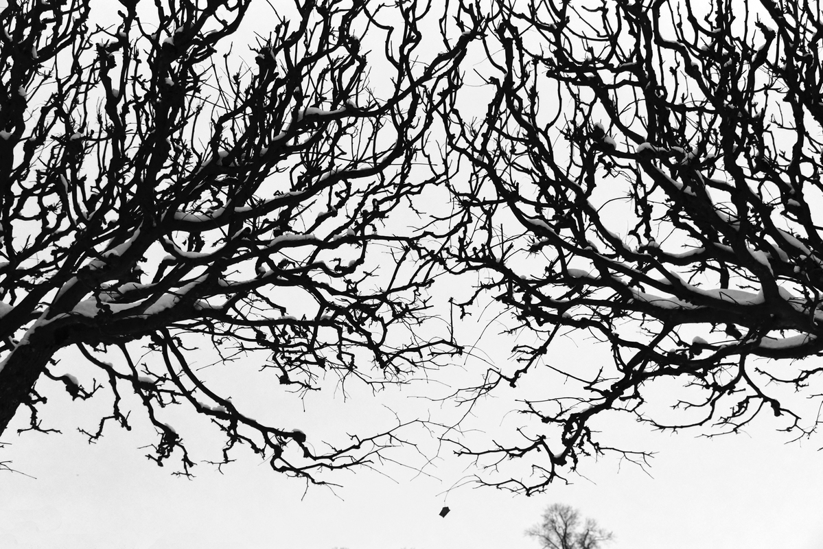 Нарисованный парк.