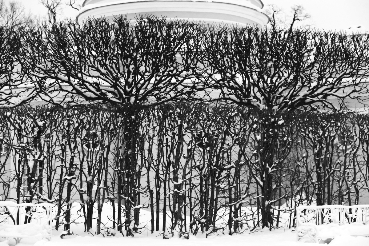 Нарисованный парк.