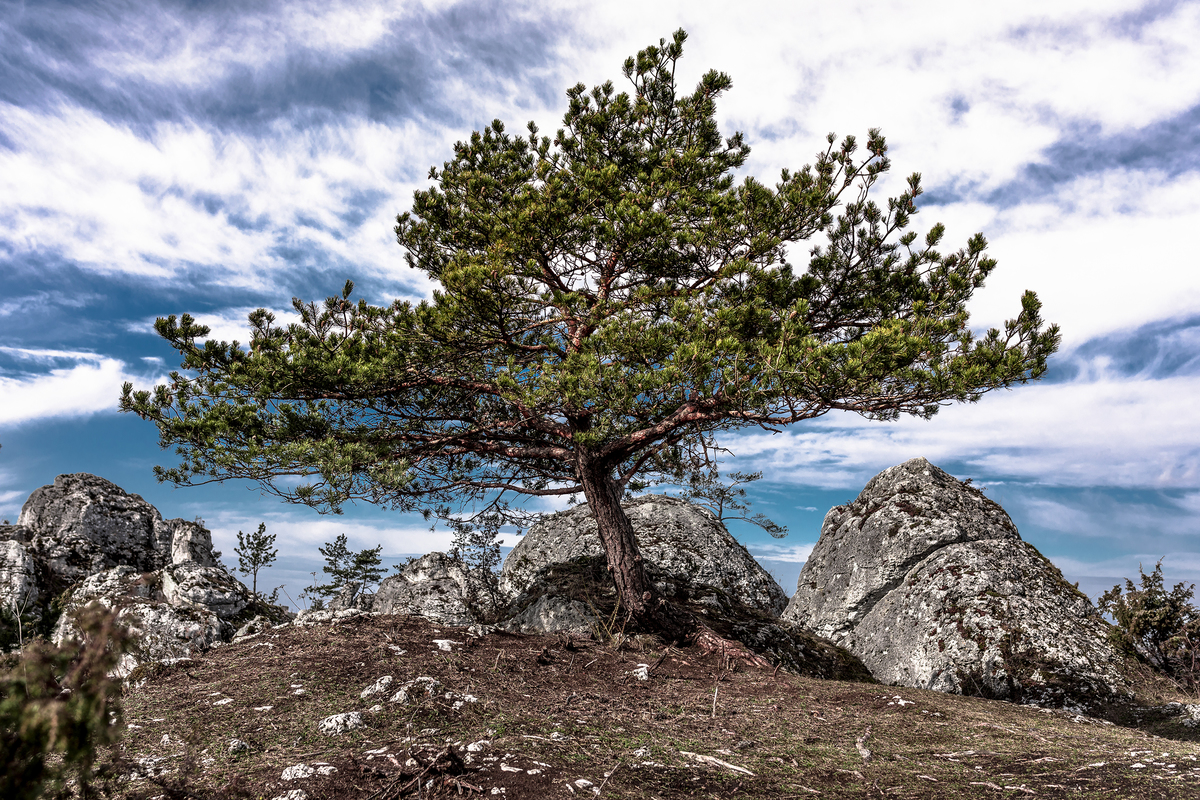 Lonely but still here