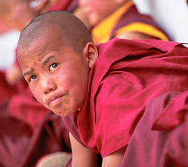 Молодий лама