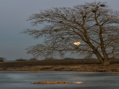 Тополевий ліхтар