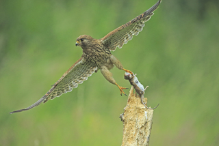 kestrel takes off with mouse